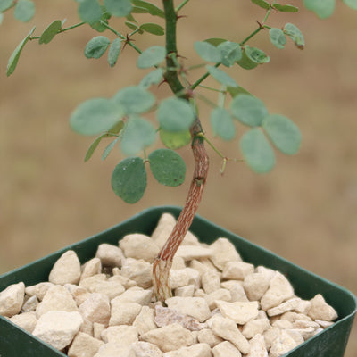 Cascalote Tree 'Caesalpinia cacalaco'