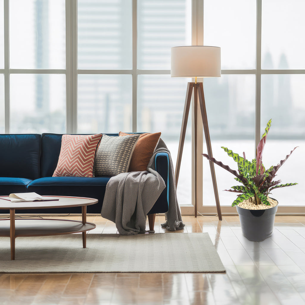 Rattlesnake Plant ‘Calathea lancifolia’