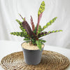 Rattlesnake Plant ‘Calathea lancifolia’
