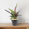 Rattlesnake Plant ‘Calathea lancifolia’