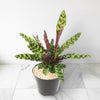Rattlesnake Plant ‘Calathea lancifolia’