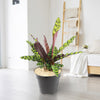 Rattlesnake Plant ‘Calathea lancifolia’