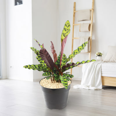 rattle snake plant Rattlesnake Plant ‘Calathea lancifolia’