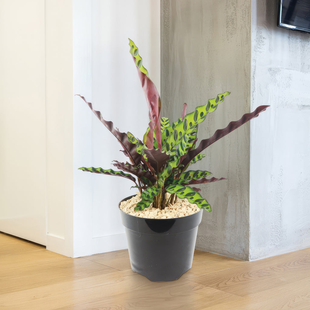 Rattlesnake Plant ‘Calathea lancifolia’