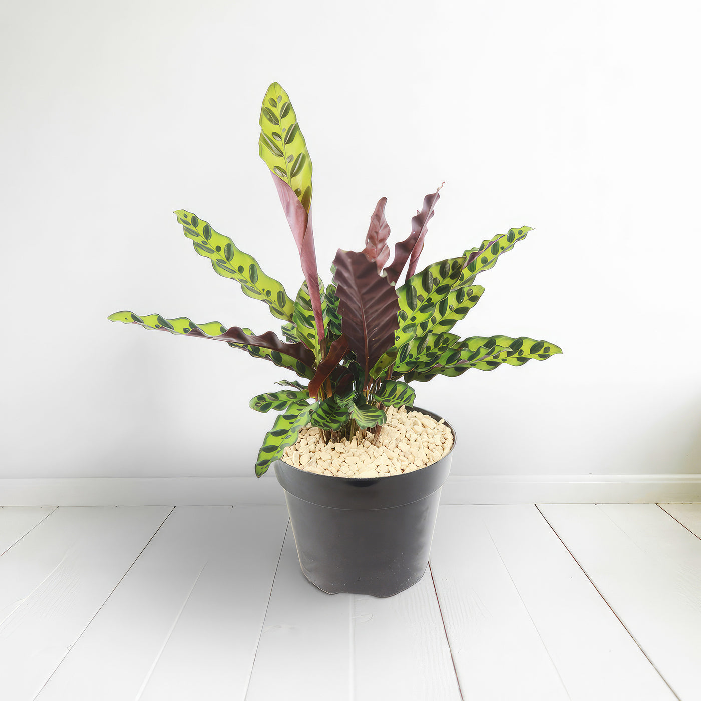 Shop 'Calathea lancifolia – Rattlesnake Plant' Care & Info