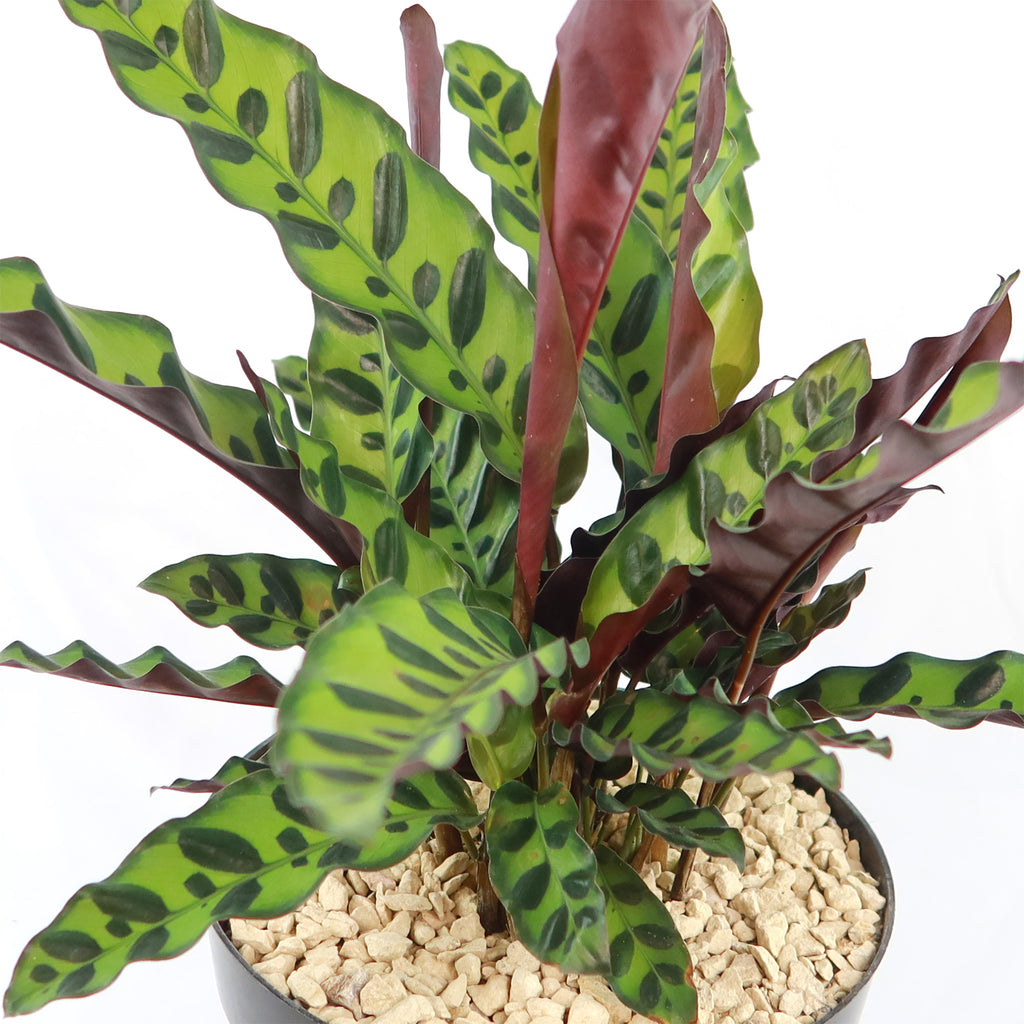 Rattlesnake Plant ‘Calathea lancifolia’