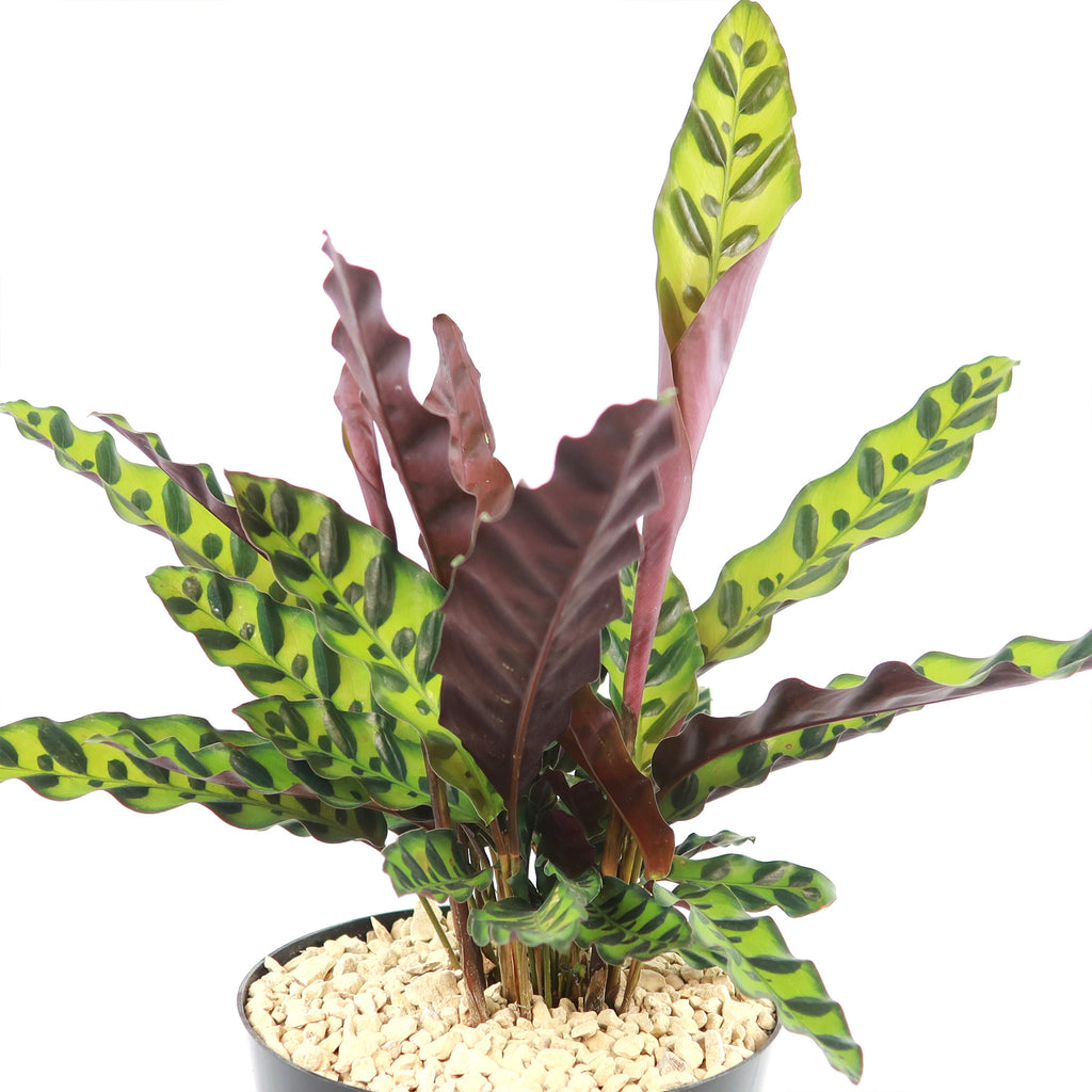 Rattlesnake Plant ‘Calathea lancifolia’