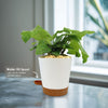 Calathea Network (Calathea musaica)