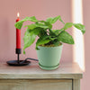 Calathea Network (Calathea musaica)