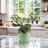 Peacock Plant - Calathea makoyana