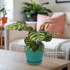 Peacock Plant - Calathea makoyana
