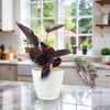 Calathea dottie