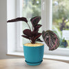 Calathea dottie