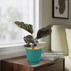 Pinstripe plant ‘Calathea ornata’
