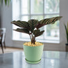Pinstripe plant ‘Calathea ornata’