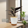 Pinstripe plant ‘Calathea ornata’