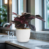 Calathea dottie