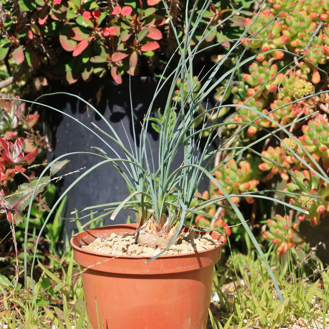 Calibanus shops Hookerii in 6” pot- Ships bare root. This is the exact plant you will receive.