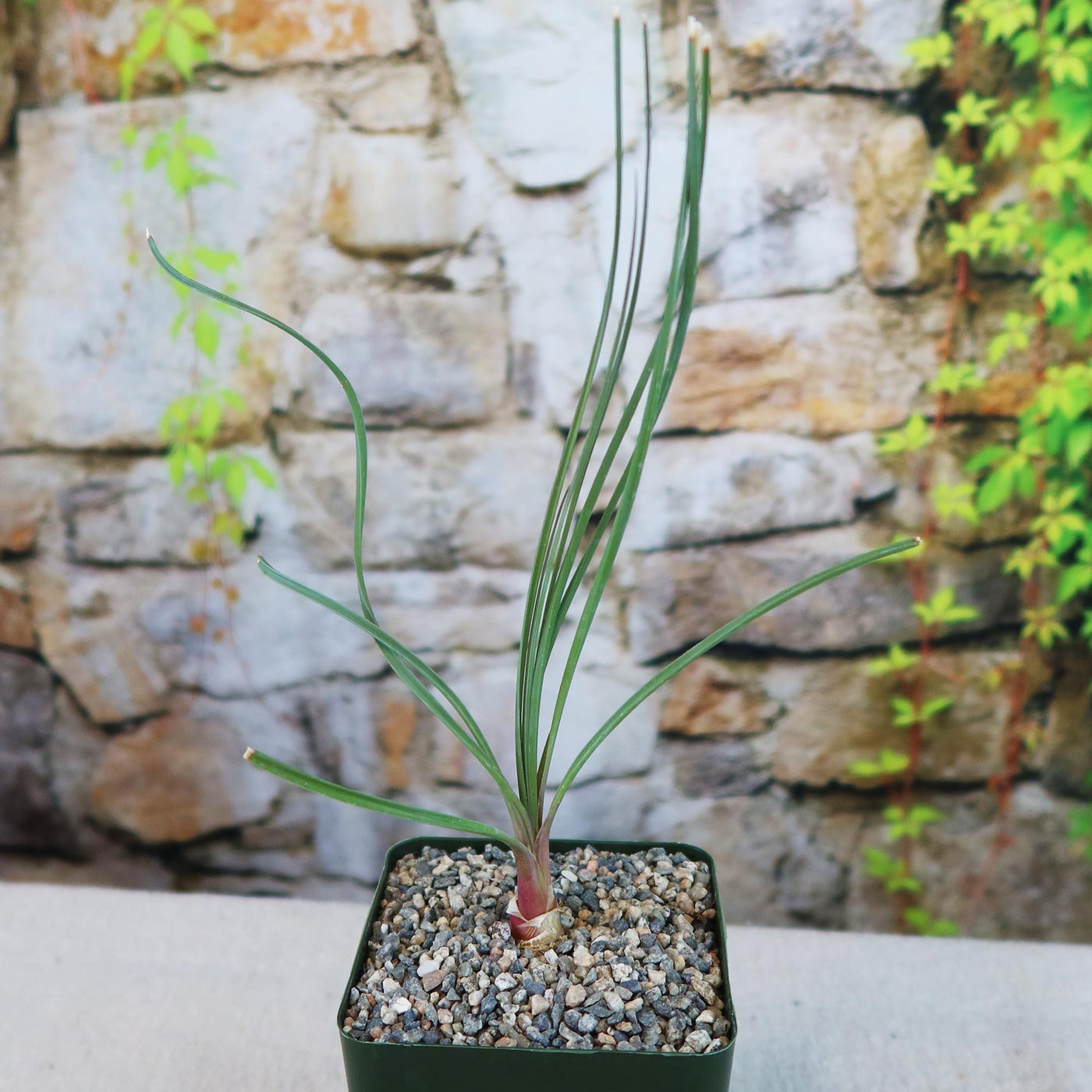 Calibanus hookeri Info - Shop Online at Planet Desert