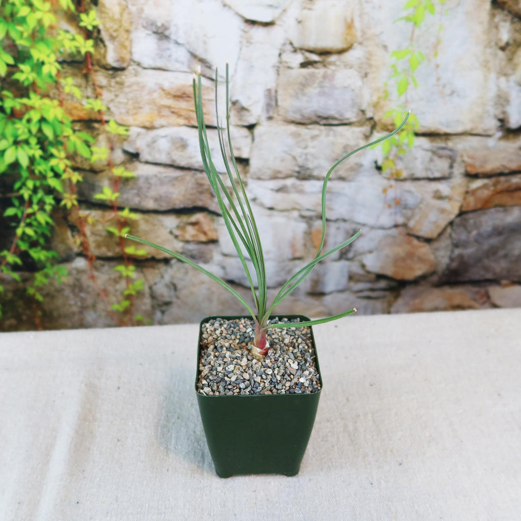 A small Calibanus hookeri in a pot with thin green leaves and woody caudex, set on gravelly soil against a stone wall and greenery.
