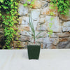 A small Calibanus hookeri succulent with upright green leaves in a square dark green pot, set on a light surface near a vine-covered stone wall.