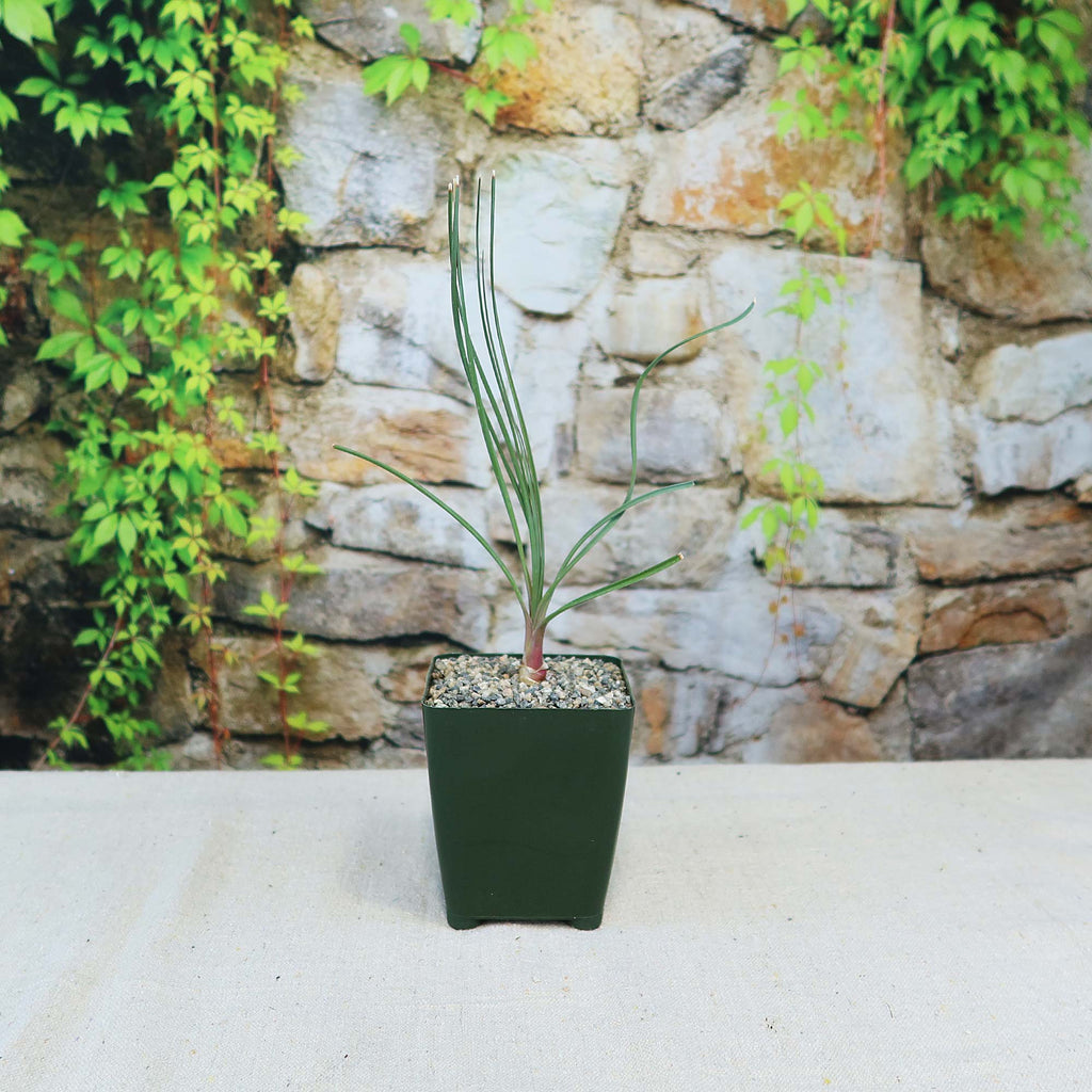 A small Calibanus hookeri succulent with upright green leaves in a square dark green pot, set on a light surface near a vine-covered stone wall.