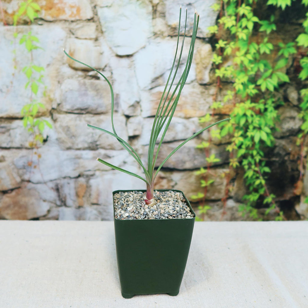 A small Calibanus hookeri in a dark green pot with gravel, featuring long, thin leaves. Green vines trail along a stone wall behind.