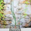 A small Calibanus hookeri succulent with slender green leaves grows from a woody caudex in coarse gravel before a soft stone wall.