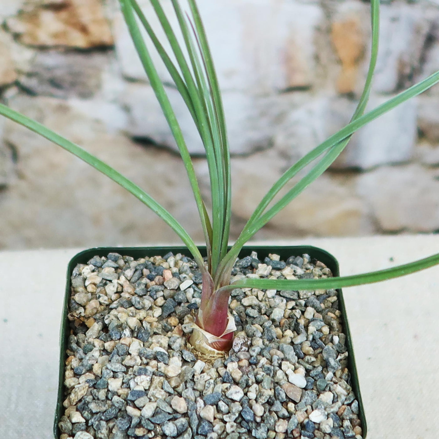 Calibanus hookeri Info - Shop Online at Planet Desert
