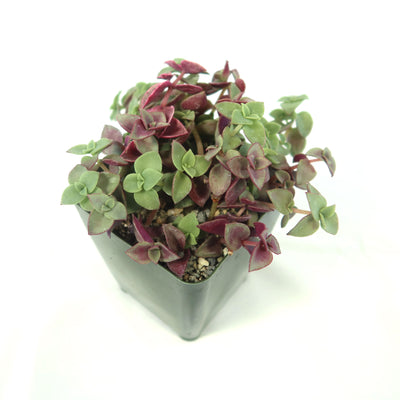 Calico Kittens Plant - Crassula marginalis rubra ‘Variegata’