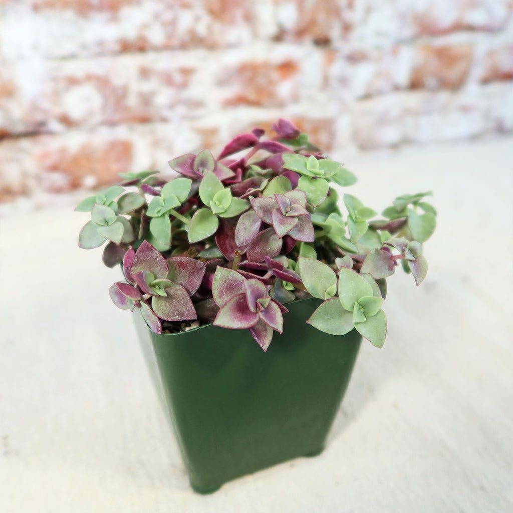 Calico Kittens Plant - Crassula marginalis rubra ‘Variegata’