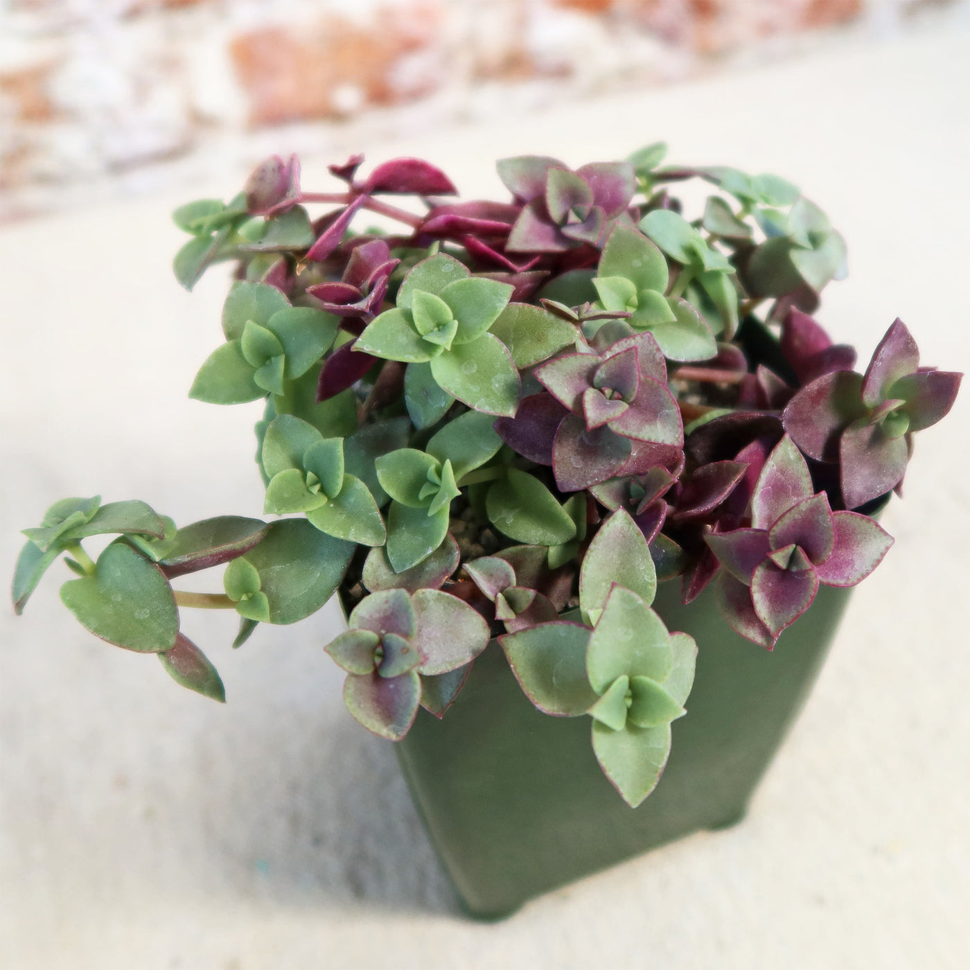 Calico Kittens Plant - Crassula marginalis rubra ‘Variegata’