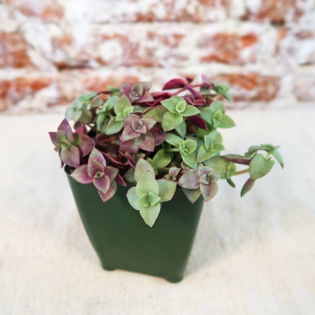 Calico Kittens Plant - Crassula marginalis rubra ‘Variegata’