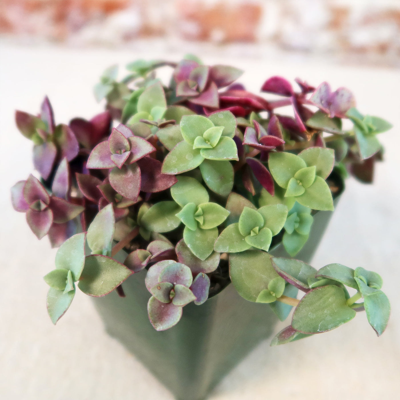 Calico Kittens Plant - Crassula marginalis rubra ‘Variegata’