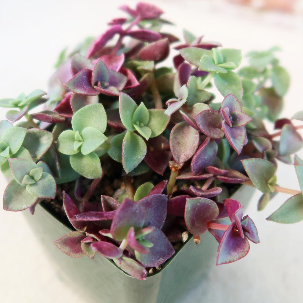 Calico Kittens Plant - Crassula marginalis rubra ‘Variegata’