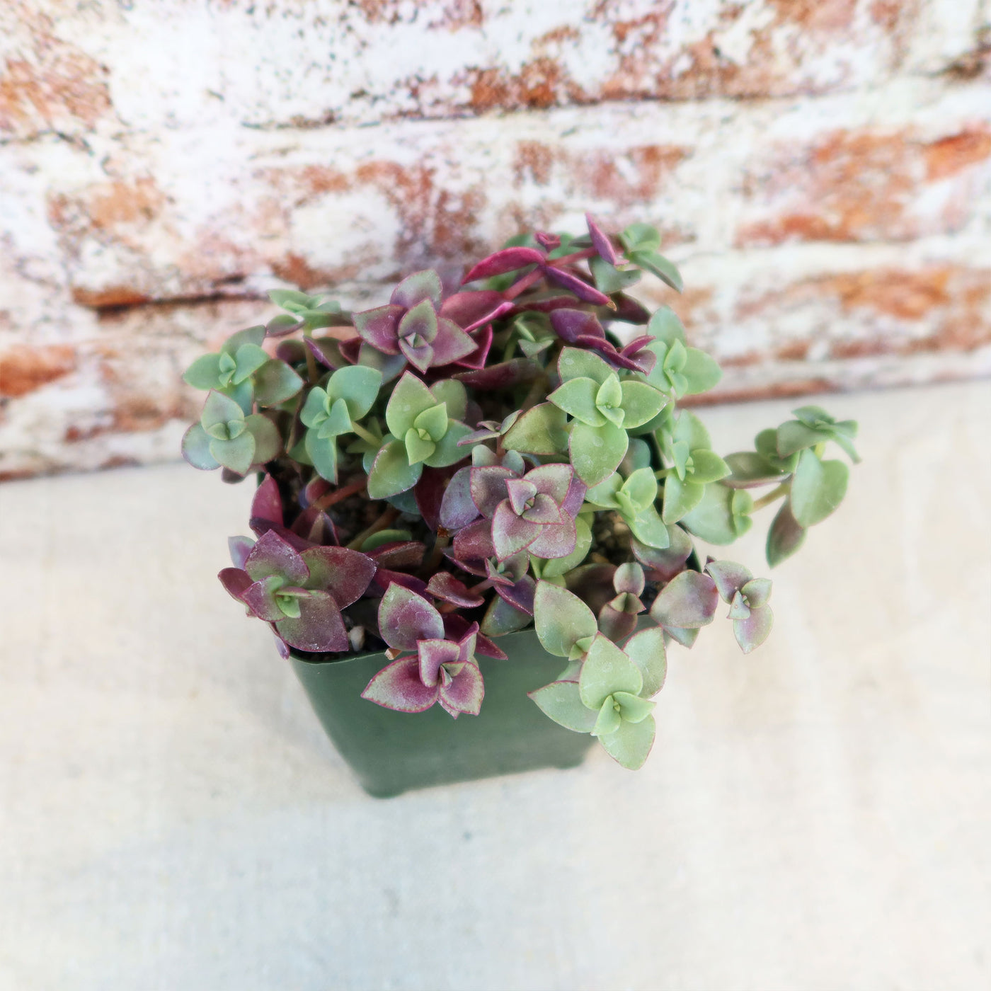 Calico Kittens Plant - Crassula marginalis rubra ‘Variegata’