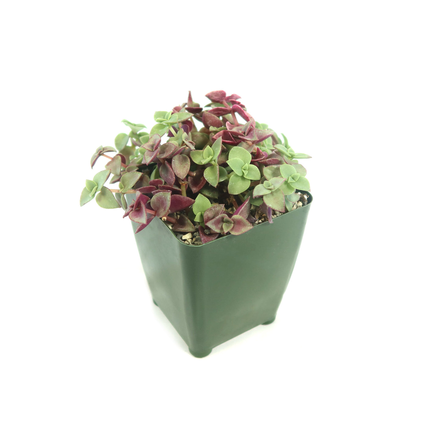 Calico Kittens Plant - Crassula marginalis rubra ‘Variegata’