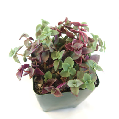 Calico Kittens Plant - Crassula marginalis rubra ‘Variegata’