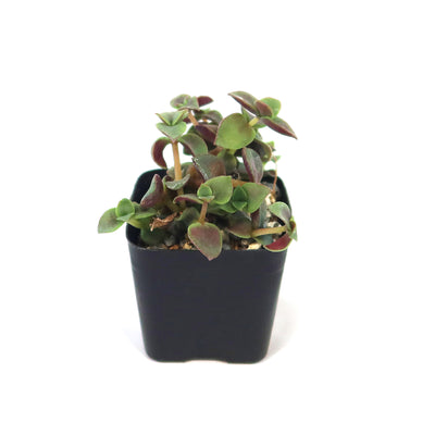 calico succulent Calico Kittens Plant