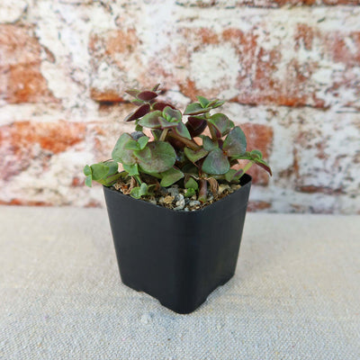 Calico Kittens Plant - Crassula marginalis rubra ‘Variegata’