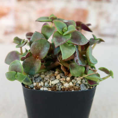 calico kitten succulent plant Calico Kittens Plant