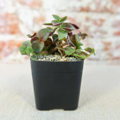 Calico Kittens Plant - Crassula marginalis rubra ‘Variegata’