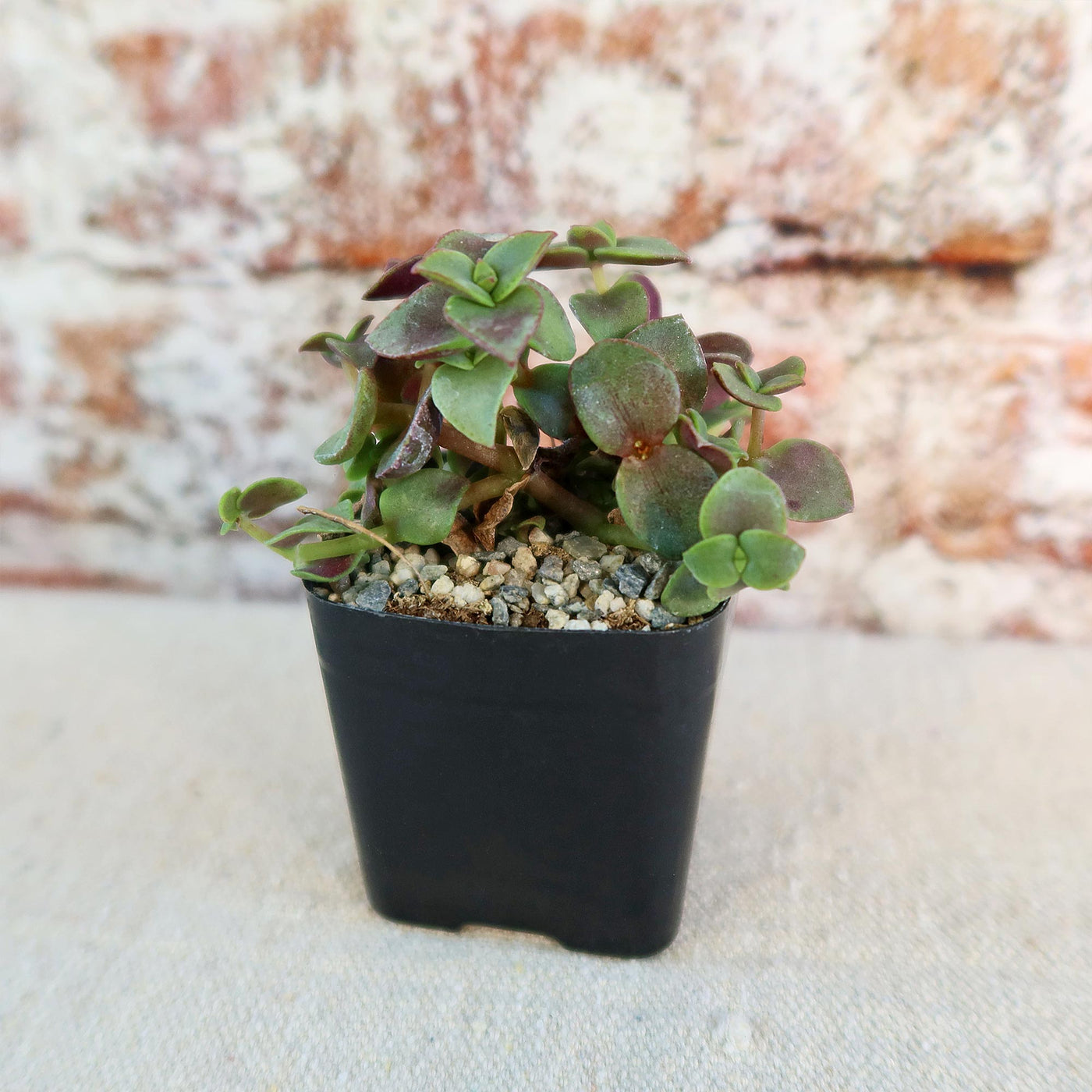 calico plant indoor Calico Kittens Plant