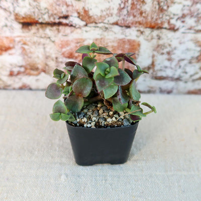 Calico Kittens Plant - Crassula marginalis rubra ‘Variegata’