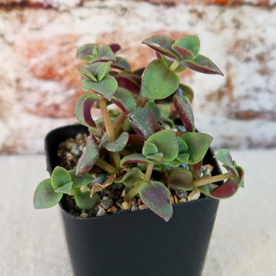 Calico Kittens Plant - Crassula marginalis rubra ‘Variegata’
