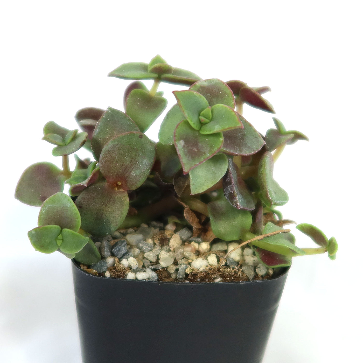 calico plant indoor Calico Kittens Plant