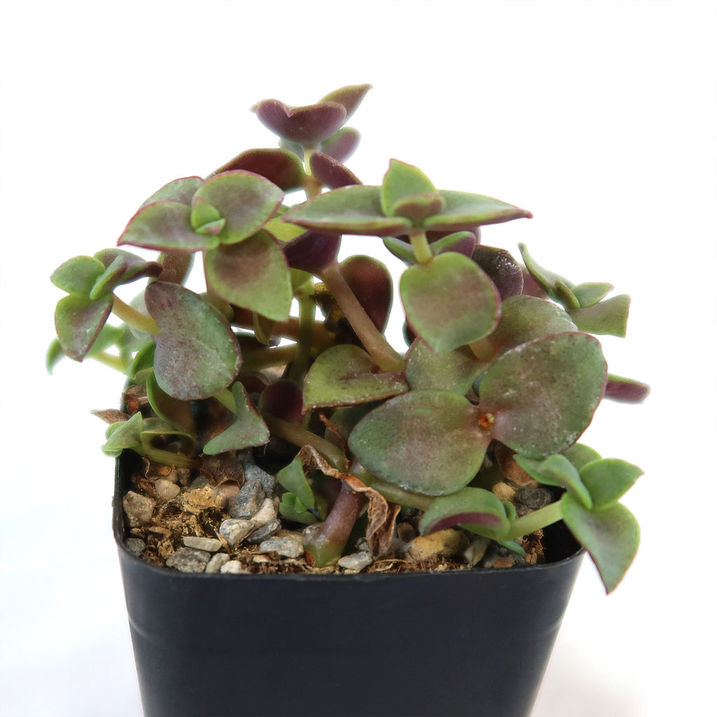 Calico Kittens Plant - Crassula marginalis rubra ‘Variegata’