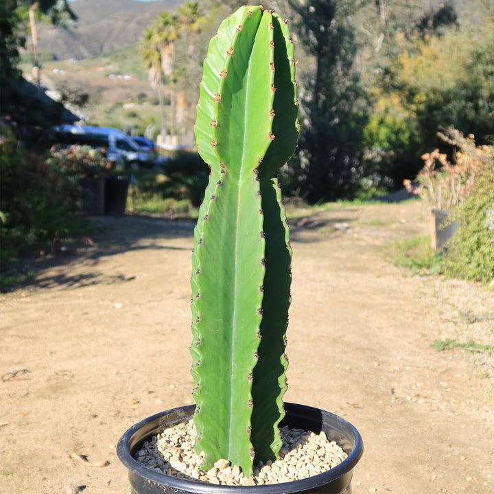 Shops Cactus Plant Chocolate Drop Candelabra Tree. A beautiful specimen for Southwest style gardens.