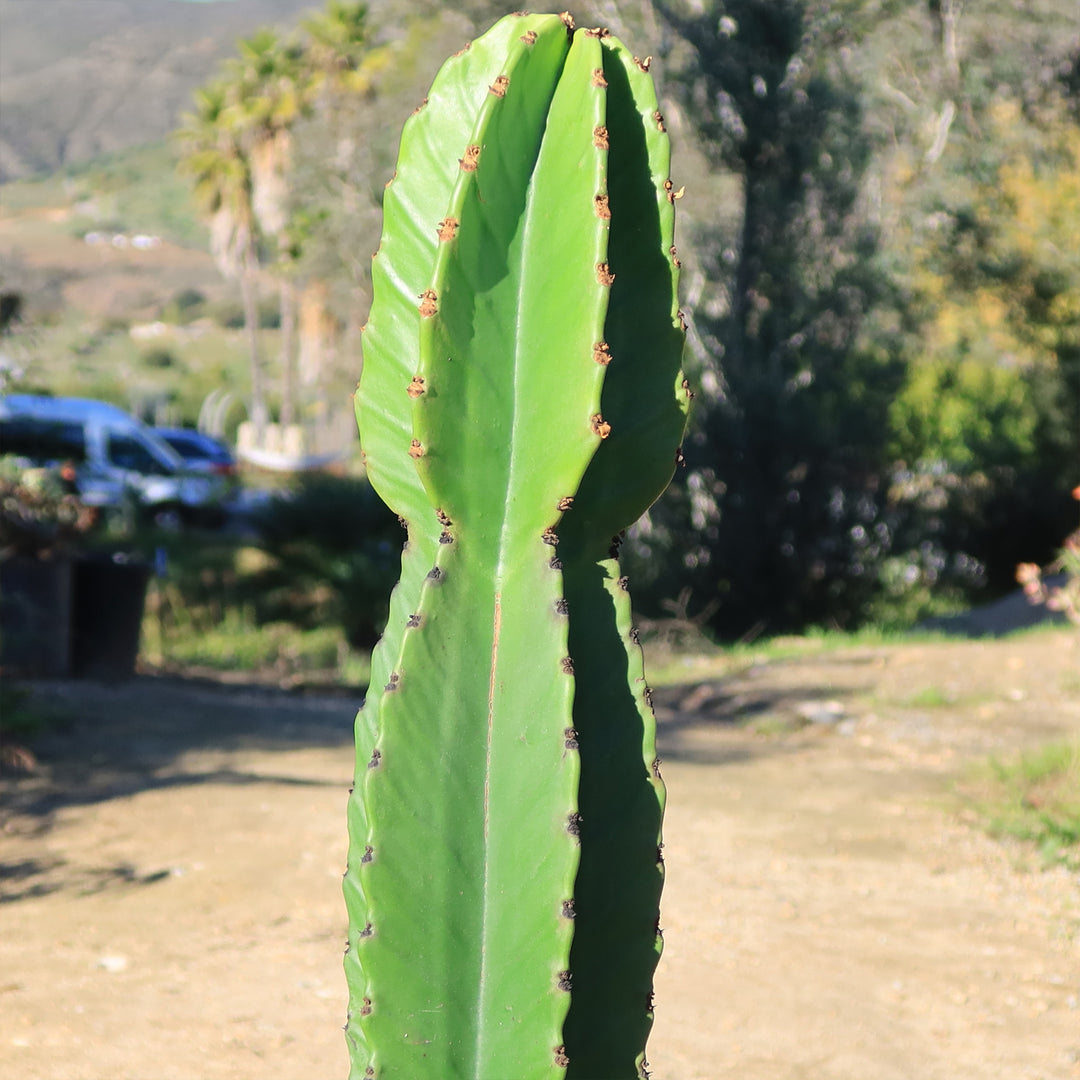 Euphorbia Ingens 