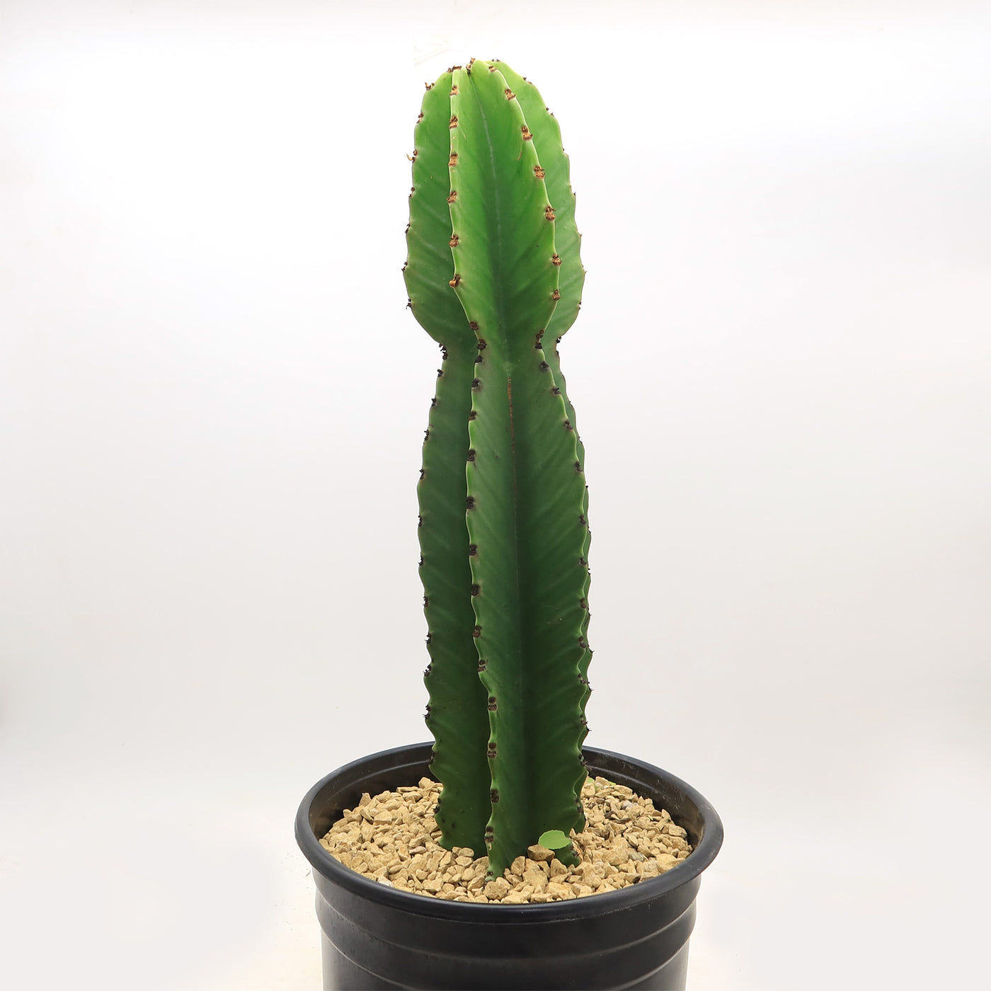candelabra succulent Candelabra Tree 'Euphorbia ingens' 7 Gal